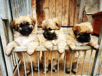 CHIOT 5