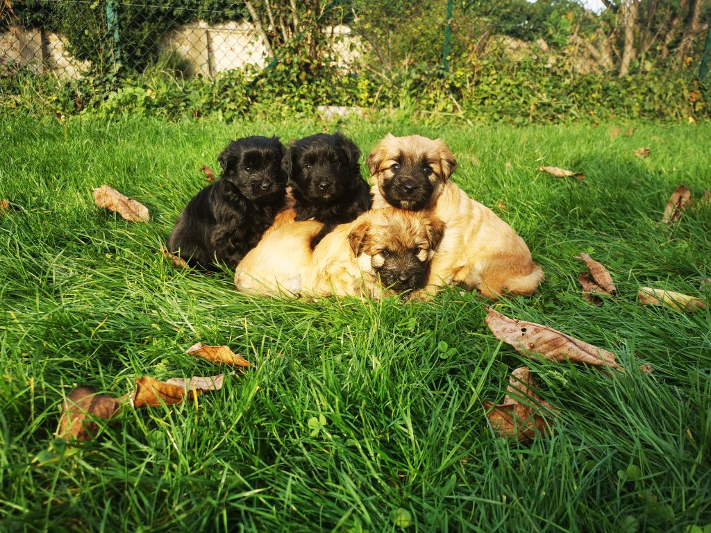 Chiot Berger des Pyrenees à poil long de La Petite Ferme de Wihr